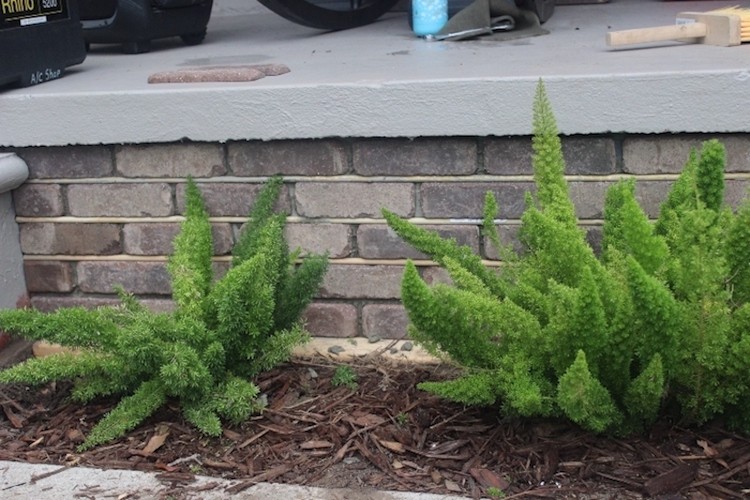 Easy Curb Appeal Transformation