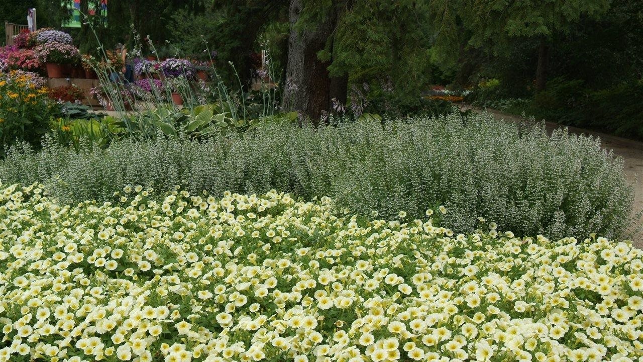 Brighten and boost your outdoor space with ease by planting petunias and pansies