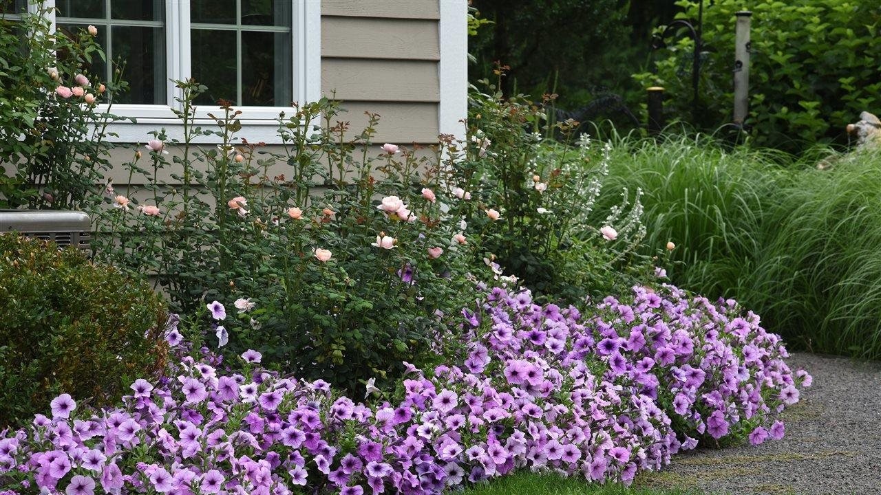 Take pride in DIY landscaping: Easy ways to add bold colors to your garden