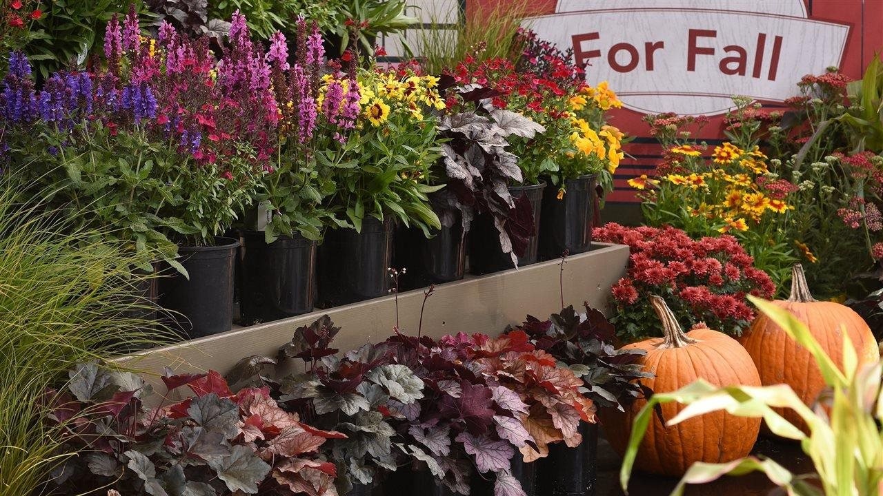 3 easy ways to enjoy living color in your outdoor space this fall